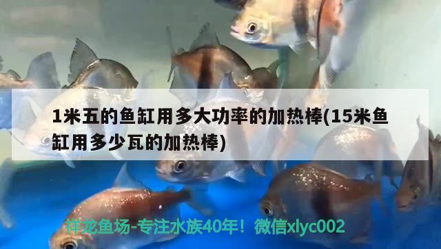 1米五的魚缸用多大功率的加熱棒(15米魚缸用多少瓦的加熱棒) 銀河星鉆魚