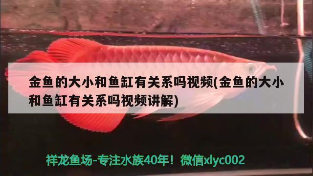 金魚的大小和魚缸有關(guān)系嗎視頻(金魚的大小和魚缸有關(guān)系嗎視頻講解) 玫瑰銀版魚