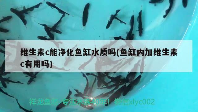 維生素c能凈化魚缸水質(zhì)嗎(魚缸內(nèi)加維生素c有用嗎) 綠皮皇冠豹魚