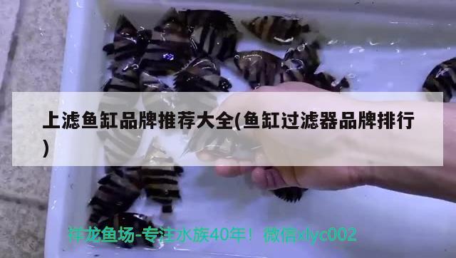 上濾魚缸品牌推薦大全(魚缸過濾器品牌排行) 熊貓異形魚L46