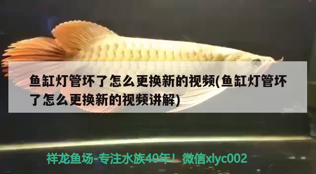 魚缸燈管壞了怎么更換新的視頻(魚缸燈管壞了怎么更換新的視頻講解) 南美異型魚