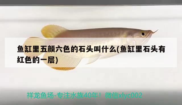 魚缸里五顏六色的石頭叫什么(魚缸里石頭有紅色的一層)