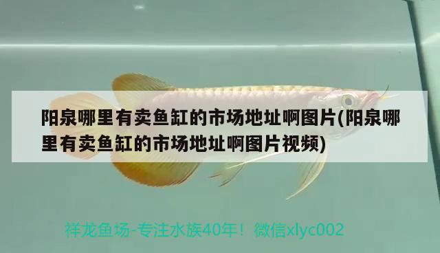 陽泉哪里有賣魚缸的市場地址啊圖片(陽泉哪里有賣魚缸的市場地址啊圖片視頻) 南美異型魚