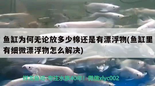 魚缸為何無論放多少棉還是有漂浮物(魚缸里有細(xì)微漂浮物怎么解決) 羅漢魚