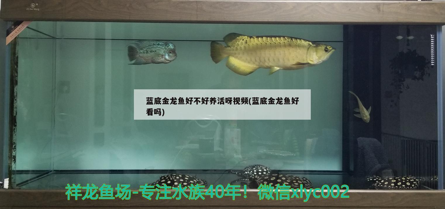 藍(lán)底金龍魚好不好養(yǎng)活呀視頻(藍(lán)底金龍魚好看嗎)