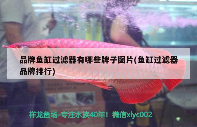 品牌魚缸過濾器有哪些牌子圖片(魚缸過濾器品牌排行) 廣州龍魚批發(fā)市場