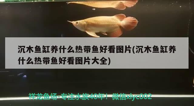 沉木魚缸養(yǎng)什么熱帶魚好看圖片(沉木魚缸養(yǎng)什么熱帶魚好看圖片大全) 招財戰(zhàn)船魚