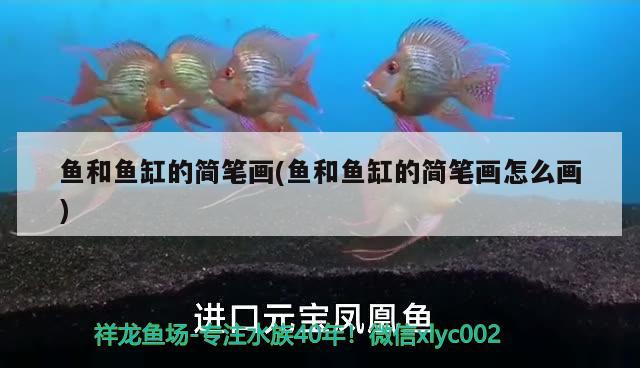 魚和魚缸的簡筆畫(魚和魚缸的簡筆畫怎么畫)