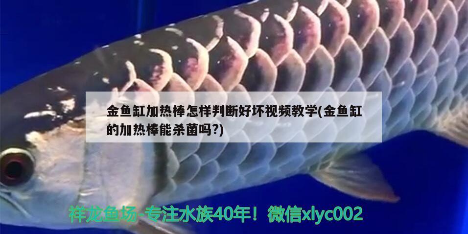 金魚缸加熱棒怎樣判斷好壞視頻教學(xué)(金魚缸的加熱棒能殺菌嗎?) 銀龍魚苗