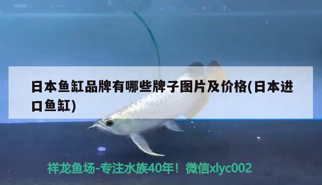 日本魚缸品牌有哪些牌子圖片及價格(日本進口魚缸) 祥龍超血紅龍魚