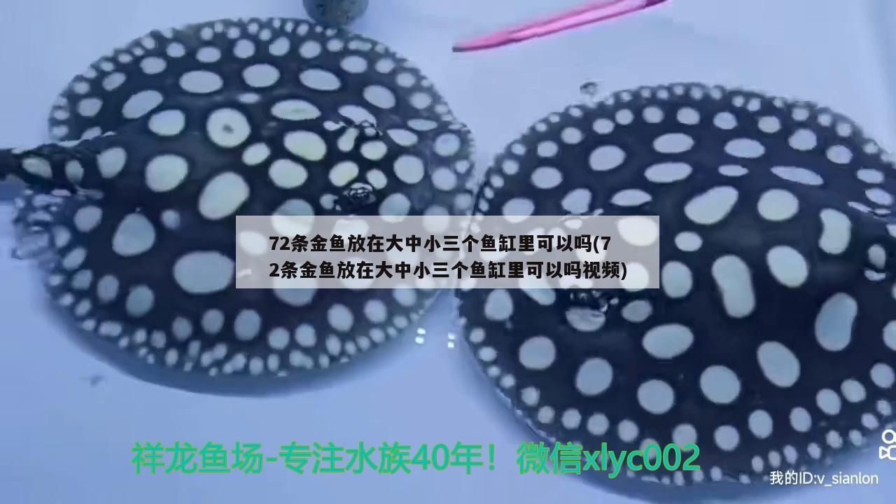 72條金魚放在大中小三個魚缸里可以嗎(72條金魚放在大中小三個魚缸里可以嗎視頻) 印尼四紋虎