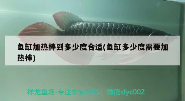 魚(yú)缸加熱棒到多少度合適(魚(yú)缸多少度需要加熱棒) 檸檬鯽