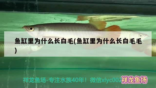 魚缸里為什么長(zhǎng)白毛(魚缸里為什么長(zhǎng)白毛毛) PH調(diào)節(jié)劑