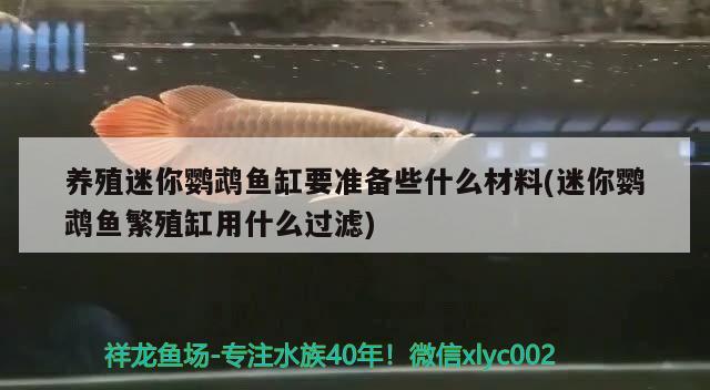 養(yǎng)殖迷你鸚鵡魚缸要準備些什么材料(迷你鸚鵡魚繁殖缸用什么過濾)