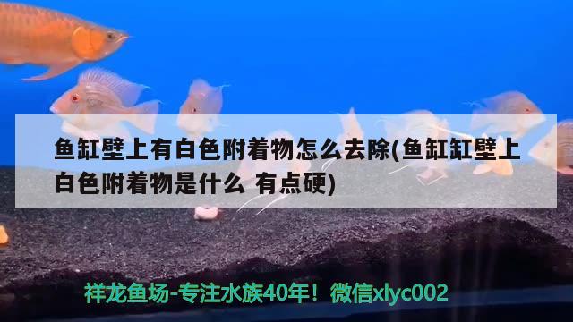 魚缸壁上有白色附著物怎么去除(魚缸缸壁上白色附著物是什么有點硬) 潛水艇魚