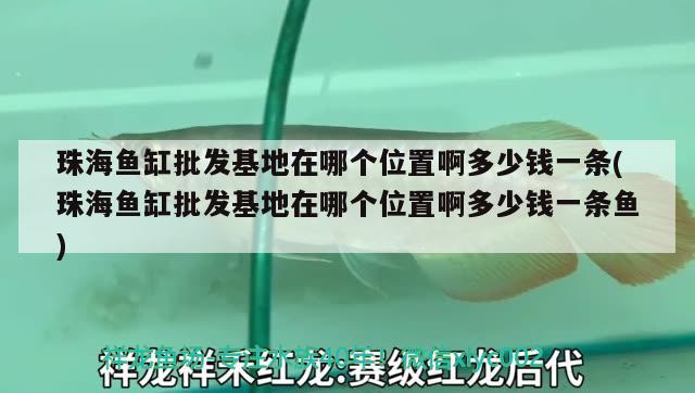 珠海魚缸批發(fā)基地在哪個位置啊多少錢一條(珠海魚缸批發(fā)基地在哪個位置啊多少錢一條魚) 金三間魚