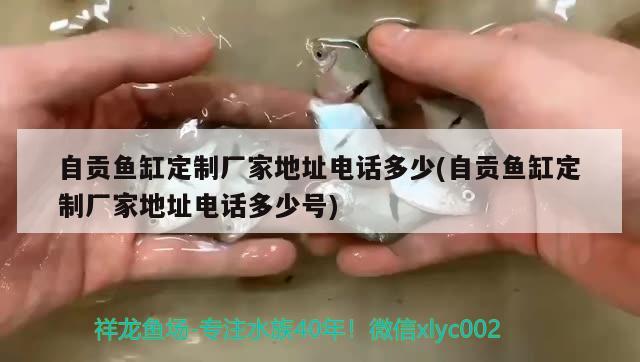 自貢魚缸定制廠家地址電話多少(自貢魚缸定制廠家地址電話多少號(hào)) 白子銀版魚苗