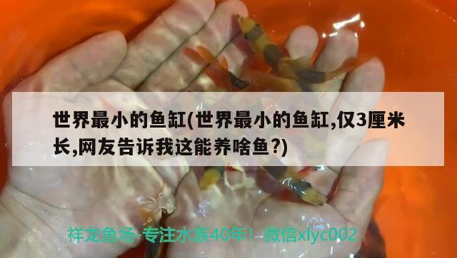 世界最小的魚缸(世界最小的魚缸,僅3厘米長(zhǎng),網(wǎng)友告訴我這能養(yǎng)啥魚?) 龍鳳鯉魚