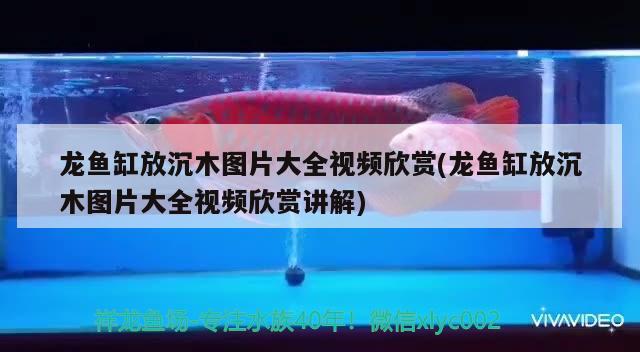 龍魚缸放沉木圖片大全視頻欣賞(龍魚缸放沉木圖片大全視頻欣賞講解)