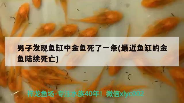 男子發(fā)現(xiàn)魚缸中金魚死了一條(最近魚缸的金魚陸續(xù)死亡)