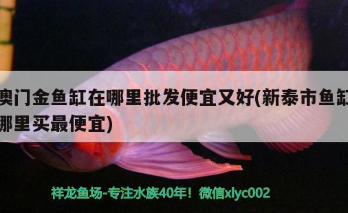 澳門金魚缸在哪里批發(fā)便宜又好(新泰市魚缸哪里買最便宜) 黃金貓魚百科