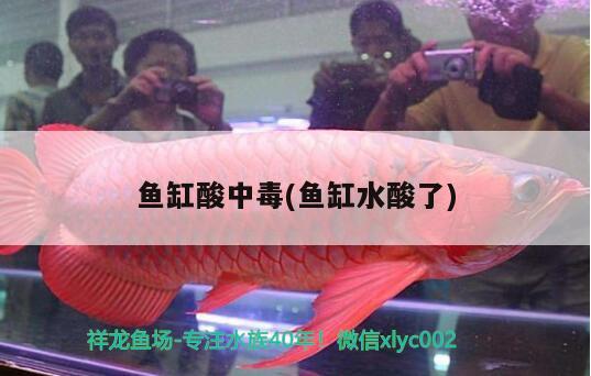 魚(yú)缸酸中毒(魚(yú)缸水酸了) 白化火箭魚(yú)