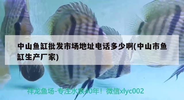 中山魚缸批發(fā)市場地址電話多少啊(中山市魚缸生產(chǎn)廠家) 雙線側(cè)魚