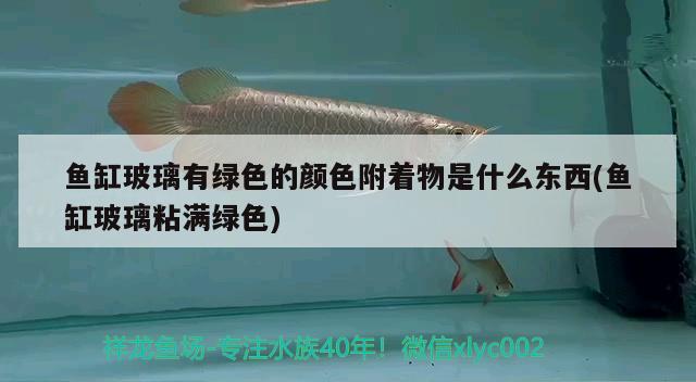 魚缸玻璃有綠色的顏色附著物是什么東西(魚缸玻璃粘滿綠色) 定時器/自控系統(tǒng)