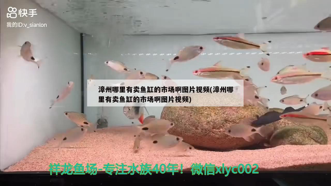 漳州哪里有賣魚缸的市場啊圖片視頻(漳州哪里有賣魚缸的市場啊圖片視頻) 黃金夢幻雷龍魚