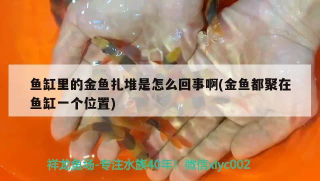 魚缸里的金魚扎堆是怎么回事啊(金魚都聚在魚缸一個位置) 紅頭利魚