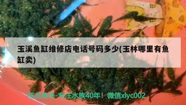 玉溪魚缸維修店電話號碼多少(玉林哪里有魚缸賣) 白子銀版魚苗