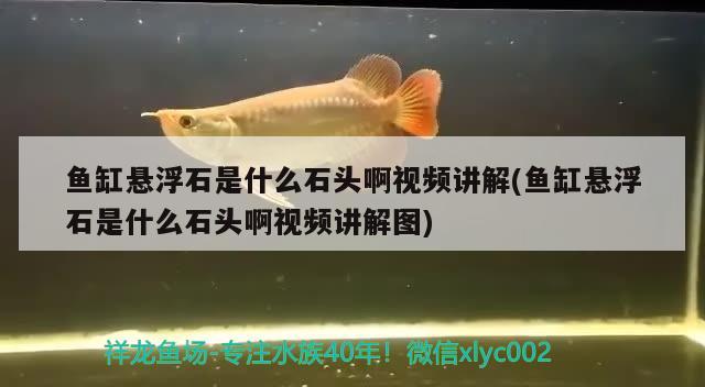 魚缸懸浮石是什么石頭啊視頻講解(魚缸懸浮石是什么石頭啊視頻講解圖)