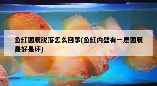 魚(yú)缸菌膜脫落怎么回事(魚(yú)缸內(nèi)壁有一層菌膜是好是壞) 月光鴨嘴魚(yú)