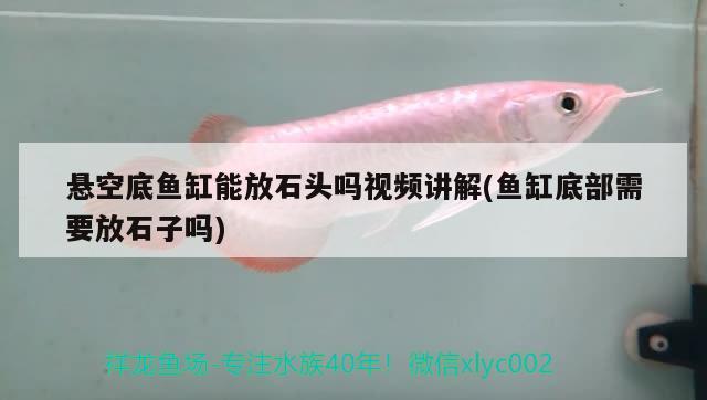 懸空底魚缸能放石頭嗎視頻講解(魚缸底部需要放石子嗎) 大白鯊魚苗