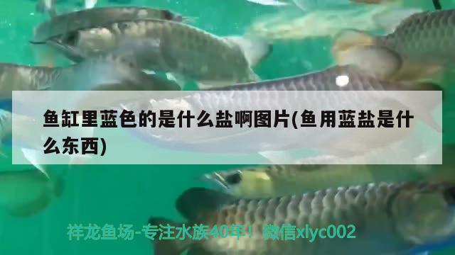 魚缸里藍色的是什么鹽啊圖片(魚用藍鹽是什么東西)