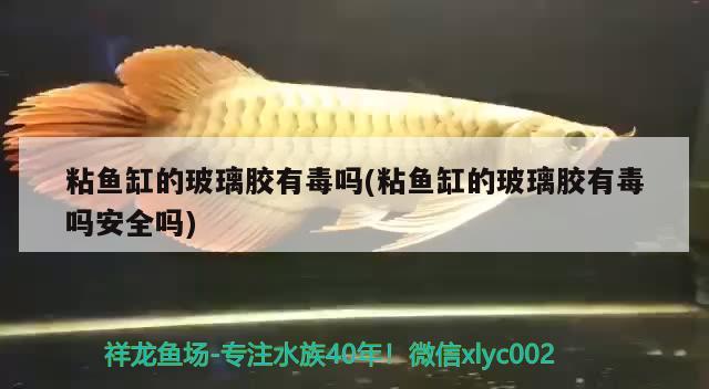 粘魚缸的玻璃膠有毒嗎(粘魚缸的玻璃膠有毒嗎安全嗎)