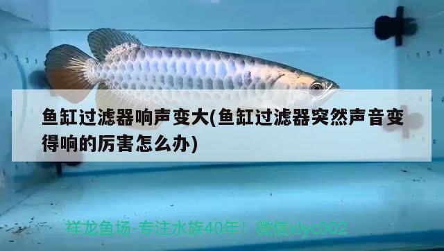 魚(yú)缸過(guò)濾器響聲變大(魚(yú)缸過(guò)濾器突然聲音變得響的厲害怎么辦) 觀賞魚(yú)市場(chǎng)（混養(yǎng)魚(yú)） 第2張