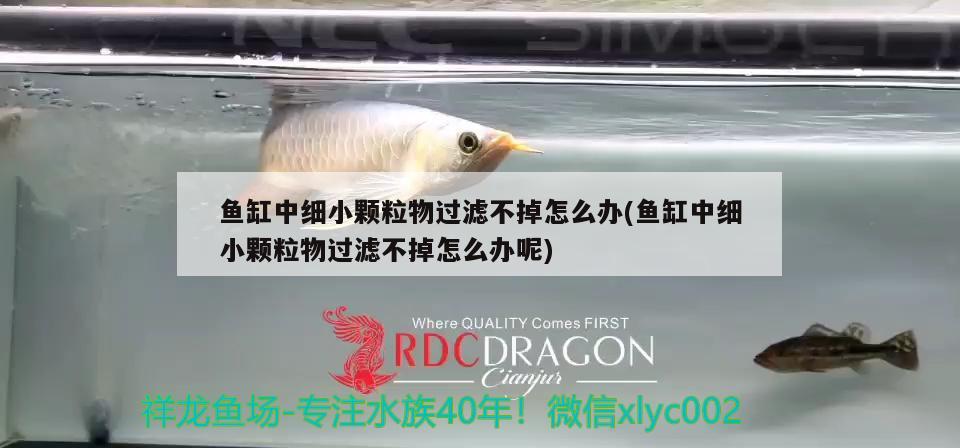 魚缸中細小顆粒物過濾不掉怎么辦(魚缸中細小顆粒物過濾不掉怎么辦呢) 紅魔王銀版魚