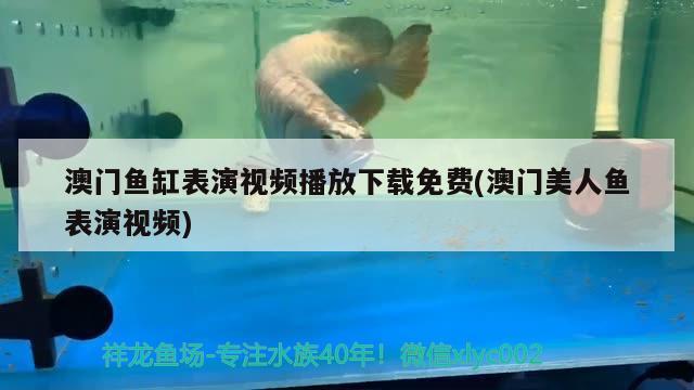 澳門魚缸表演視頻播放下載免費(澳門美人魚表演視頻) 祥龍魚場 第3張