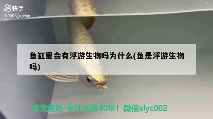 魚缸里會有浮游生物嗎為什么(魚是浮游生物嗎) 一眉道人魚