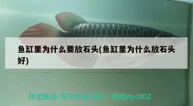 魚缸里為什么要放石頭(魚缸里為什么放石頭好) 蝴蝶鯉魚苗