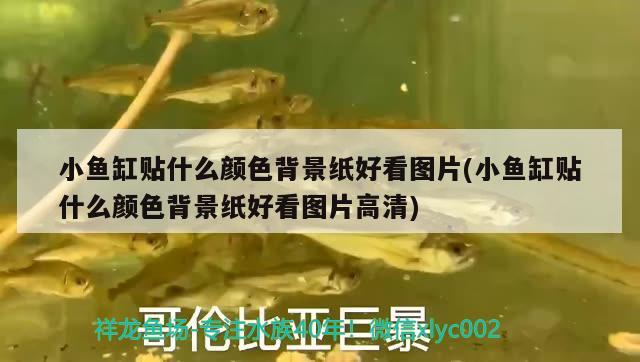 小魚缸貼什么顏色背景紙好看圖片(小魚缸貼什么顏色背景紙好看圖片高清)