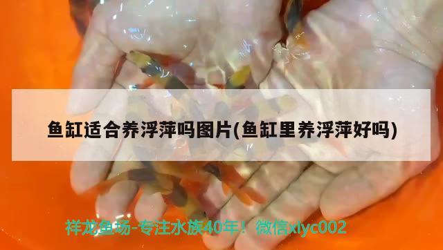 魚缸適合養(yǎng)浮萍嗎圖片(魚缸里養(yǎng)浮萍好嗎) 白子銀龍魚苗