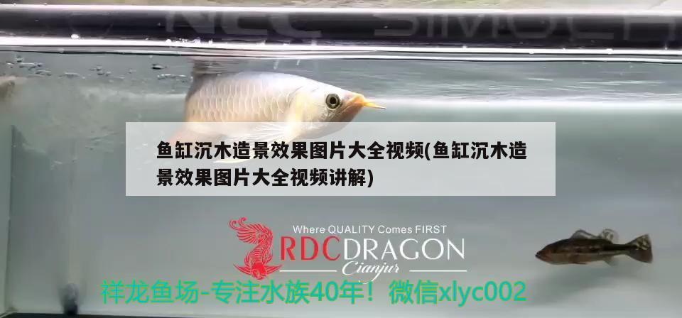 魚缸沉木造景效果圖片大全視頻(魚缸沉木造景效果圖片大全視頻講解)