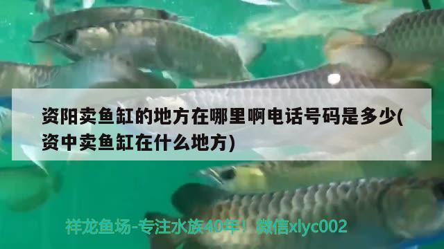 資陽賣魚缸的地方在哪里啊電話號(hào)碼是多少(資中賣魚缸在什么地方) PH調(diào)節(jié)劑