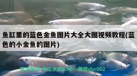 魚(yú)缸里的藍(lán)色金魚(yú)圖片大全大圖視頻教程(藍(lán)色的小金魚(yú)的圖片)