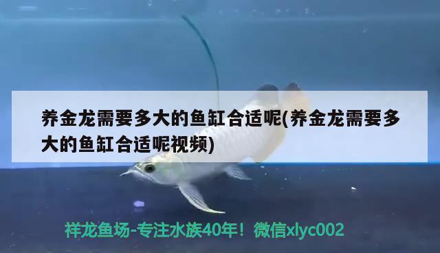 養(yǎng)金龍需要多大的魚(yú)缸合適呢(養(yǎng)金龍需要多大的魚(yú)缸合適呢視頻) 金三間魚(yú)