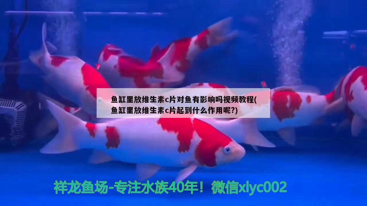 魚缸里放維生素c片對魚有影響嗎視頻教程(魚缸里放維生素c片起到什么作用呢?) 短身紅龍魚