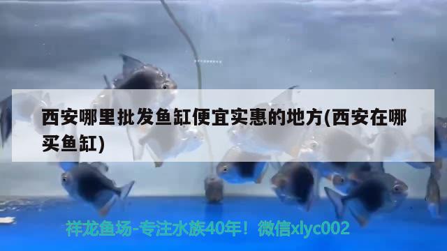 西安哪里批發(fā)魚缸便宜實(shí)惠的地方(西安在哪買魚缸)