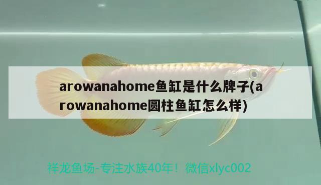 arowanahome魚(yú)缸是什么牌子(arowanahome圓柱魚(yú)缸怎么樣)